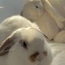 ランキングキーワードに紐づく投稿画像-うさぎ