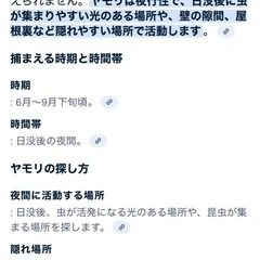 ニホンヤモリ