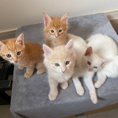 7月22日生まれの子猫達　里親募集