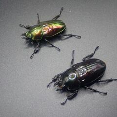 ニジイロクワガタ 紫紺系ピカール ☆オスメスペア＋グリーン系ピカールメス☆の画像