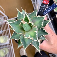 🟣写真更新🟣アガベ 【海王】中株🍀バンド凹凸の画像