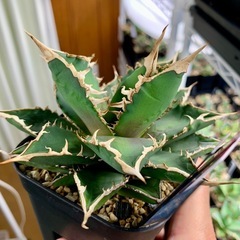 🟣写真更新🟣アガベ 【海王】中株🍀バンド凹凸の画像