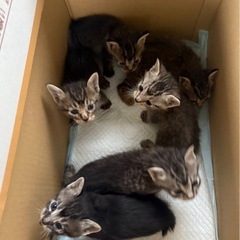 仔猫　至急　里親募集します。
