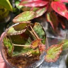 ①　発根・発芽◎　ベゴニア burkillii ブルキリー　観葉植物  の画像