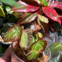 ①　発根・発芽◎　ベゴニア burkillii ブルキリー　観葉植物  の画像