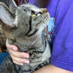 ⭐️穏やかルミちゃん美猫