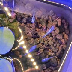 【メダカと水草】みゆきスーパー光の稚魚と水草(スーパーブラックと混合も可能)の画像