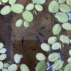 【メダカと水草】みゆきスーパー光の稚魚と水草(スーパーブラックと混合も可能)の画像