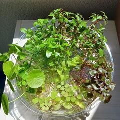 【メダカと水草】みゆきスーパー光の稚魚と水草(スーパーブラックと混合も可能)の画像