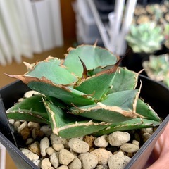 🟣写真更新🟣アガベ【貔貅】小中株🍀の画像