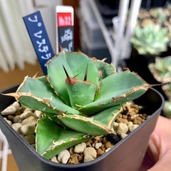 🟣写真更新🟣アガベ【貔貅】小中株🍀の画像