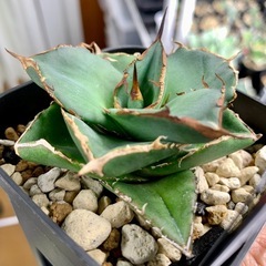 🟣写真更新🟣アガベ【貔貅】小中株🍀の画像