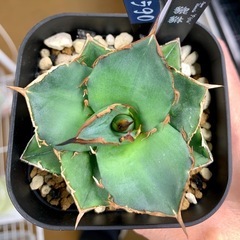 🟣写真更新🟣アガベ【貔貅】小中株🍀の画像