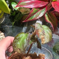 ② ベゴニア ブルキリー 
観葉植物 の画像