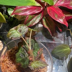 ② ベゴニア ブルキリー 
観葉植物 の画像