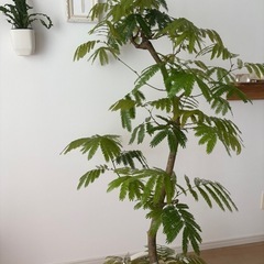 エバーフレッシュ　観葉植物　大型の画像
