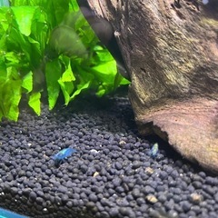 水槽セットの画像