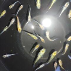 ユリシスRLFの画像