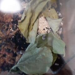 パンダキングダンゴムシ