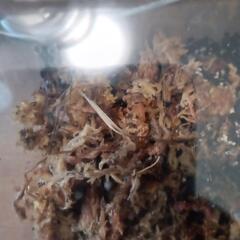 パンダキングダンゴムシの画像