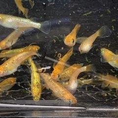 サンシャイン　メダカ　めだかの画像