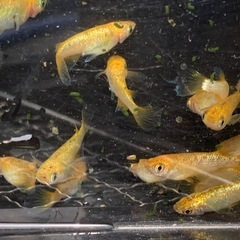 サンシャイン　メダカ　めだかの画像