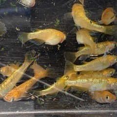 サンシャイン　メダカ　めだかの画像