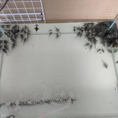 オリノコメガクラウンの画像