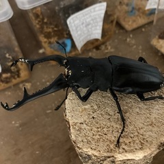 ギラファノコギリペアの画像