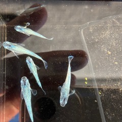 〈現物出品〉ホログラム天女　5匹セット　雄3雌2 〈現物出品〉〈まとめて取引大歓迎〉の画像