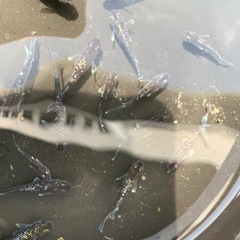 ミッドナイトフリル　メダカ　めだかの画像