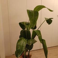 オーガスタ の画像