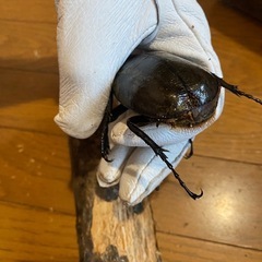 レッドアイ ヘラクレスオオカブト ♂の画像