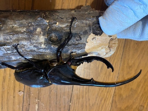 【売り切れ】レッドアイ ヘラクレスオオカブト ♂