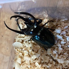 アトラスオオカブト♂+オマケちびオスの画像