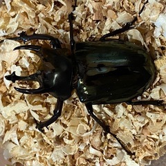 アトラスオオカブト♂+オマケちびオスの画像