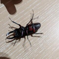アカアシクワガタの画像