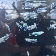 エメキン(メダカ)
の画像
