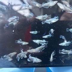 エメキン(メダカ)
の画像