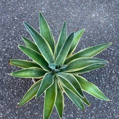 アガベの画像