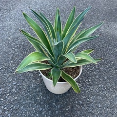 アガベの画像