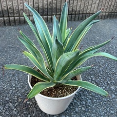 アガベの画像