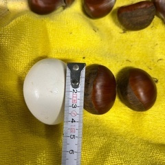 栗採れたての画像