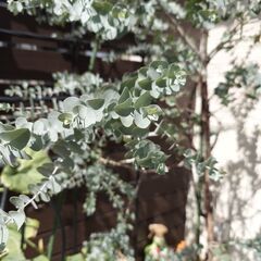 ユーカリ　植木　グニー　アロマ　シルバーリーフ　植物の画像