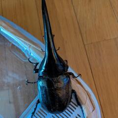 ヘラクレス　ペアの画像