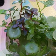 【現金も可能】水草セット ガーデニングにも使えますの画像