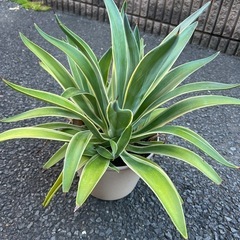 アガベの画像