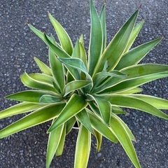 アガベの画像