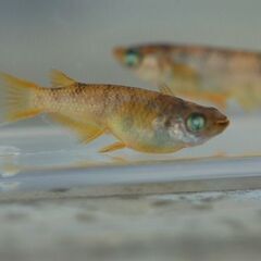 【早い者勝ち】残り3セット 金閣×三色系7匹 完全限定商品　の画像