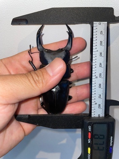 ♂87.3ミリペア（同腹最大89.5）オオクワガタペア♀２頭つきSR血統